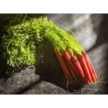 Fresh Red Carrot